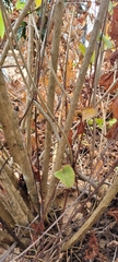 Psammophis biseriatus