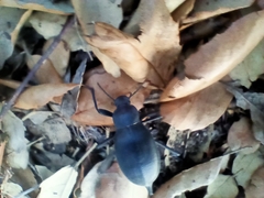 Blaps lusitanica