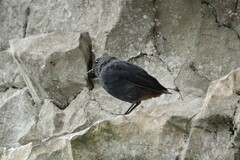 Phoenicurus fuliginosus