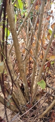 Psammophis biseriatus