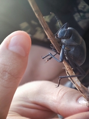 Blaps lusitanica