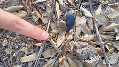 Blaps lusitanica
