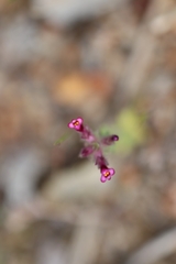 Parentucellia latifolia