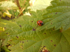 Coccinella quinquepunctata