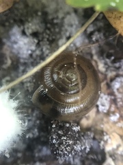 Gastrodontidae