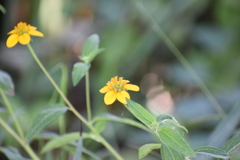 Sclerocarpus uniserialis