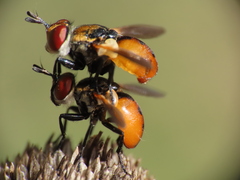 Gymnosoma rotundatum