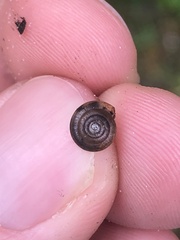 Gastrodontidae