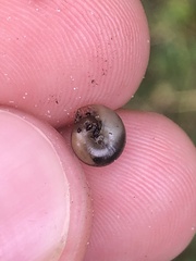Gastrodontidae