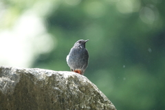 Phoenicurus fuliginosus