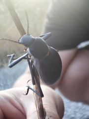 Blaps lusitanica