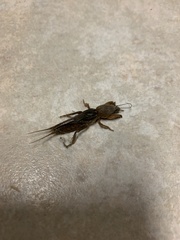 Neoscapteriscus vicinus