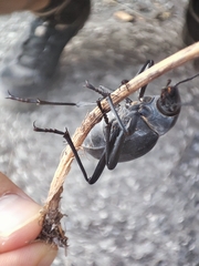 Blaps lusitanica