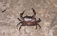 Pseudothelphusidae