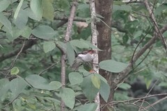 Hemixos castanonotus