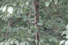 Hemixos castanonotus