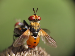 Gymnosoma rotundatum