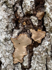 Phellinopsis conchata