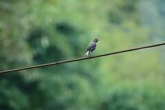 Phoenicurus fuliginosus