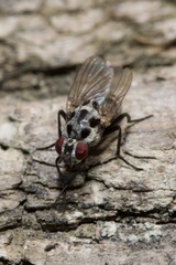 Anthomyia procellaris