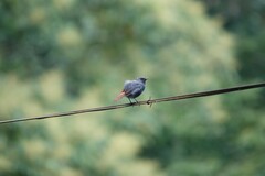 Phoenicurus fuliginosus