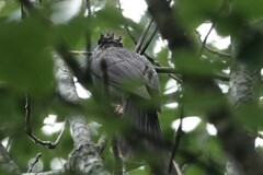Hypsipetes leucocephalus