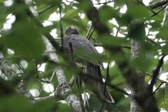 Hypsipetes leucocephalus