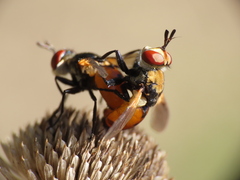 Gymnosoma rotundatum