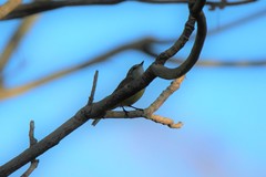 Microeca flavigaster