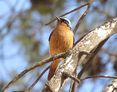 Phoenicurus moussieri