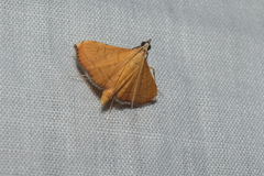 Mabra nigriscripta