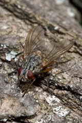 Muscina stabulans