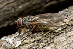 Muscina stabulans