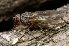 Muscina stabulans