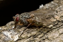 Muscina stabulans