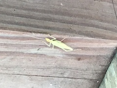 Oecanthus exclamationis