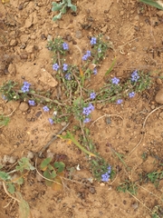 Microcodon glomeratus