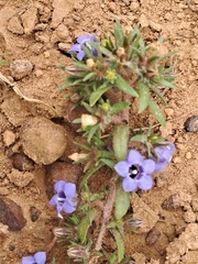 Microcodon glomeratus