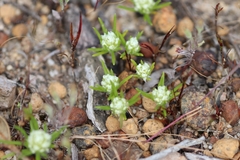 Siloxerus multiflorus
