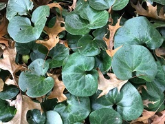 Asarum
