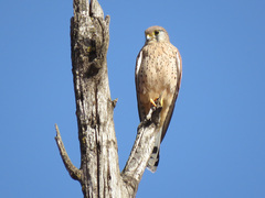 Falco tinnunculus tinnunculus