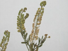 Lepidium densiflorum