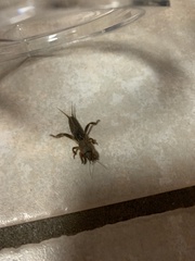 Neoscapteriscus vicinus