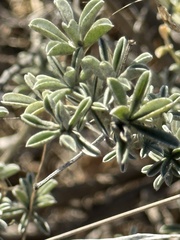 Lupinus albifrons