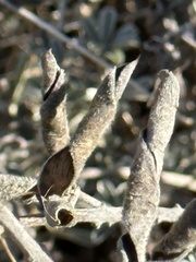 Lupinus albifrons