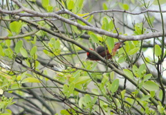 Coryphospingus cucullatus