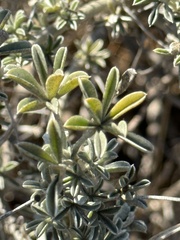 Lupinus albifrons