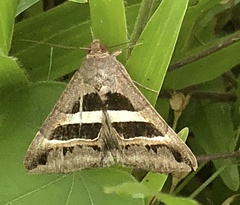 Grammodes