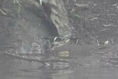 Enicurus schistaceus