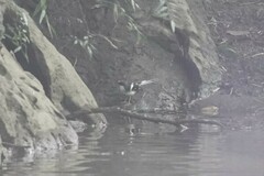 Enicurus schistaceus